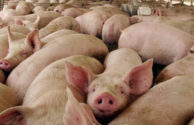 Como afecta el COVID-19 a los mercados internacionales del cerdo
