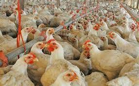 El productor integrado de pollos en una situación extrema y delicada 