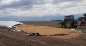 Rivadavia: Rompieron un silo bosla y se llevaron 30 toneladas de soja