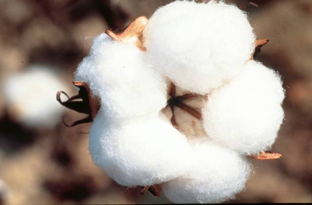 Bio estimulante en algodón ¿para qué sirve?