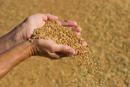 Los negocios anticipados por trigo nuevo alcanzan el valor más alto desde 2013
