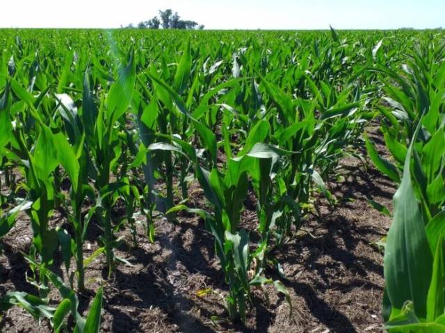 El INTA realiza hoy una jornada virtual sobre siembra de maíz 