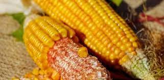 “En sólo 5 años, el área de maíz  ha crecido un 35%”,