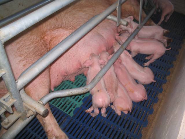 Inversiones chinas en cerdo: Ponen en marcha 4 comisiones para preparar la “letra chica” que deberán cumplir las granjas