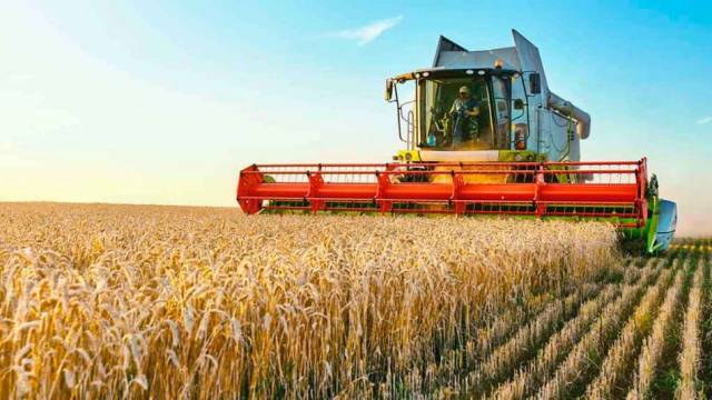 La cosecha de trigo no llegaría a 12 mill/tn