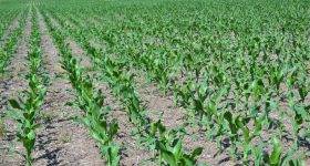 Por efecto de la sequía, la siembra de maíz es la más rezagada en al menos veinte años