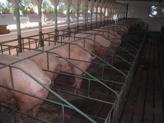 Que pasa con la mega inversión china en cerdos?