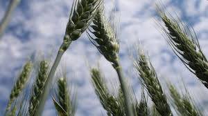 Suben las estimaciones del trigo a 20,7 Mt, tras las últimas lluvias 