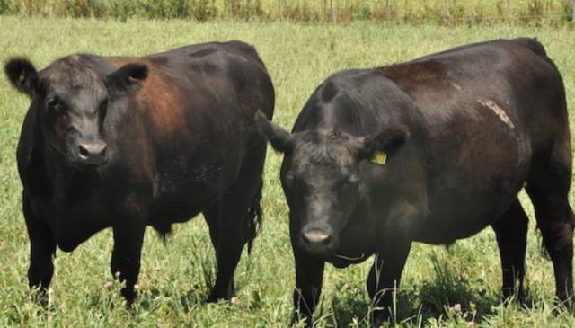 El gobierno bonaerense habilitó testeos gratuitos de ETS bovinas y presentó laboratorios oficiales