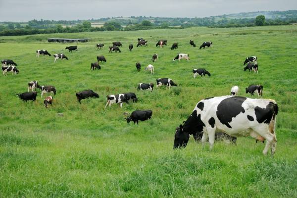 Alerta por la muerte de bovinos intoxicados en Buenos Aires y La Pampa