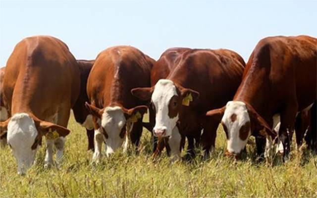 El stock bovino nacional es de 53.416.435 cabezas, 100.000 menos que hace un año