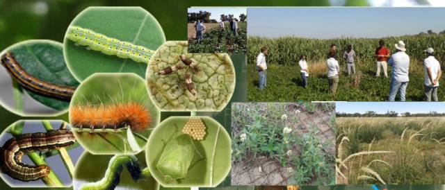 Promoción de buenas prácticas para la reducción del uso de fitosanitarios en cultivos extensivos 