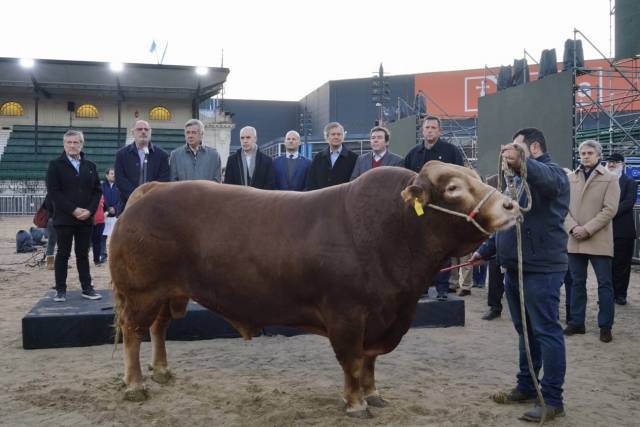 Llegó el primer animal a la Exposición Rural 2022: Nicanor, un toro campeón del mundo de la raza Limousin