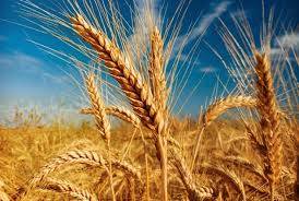 El trigo generará divisas por más de 4.000 millones de dólares